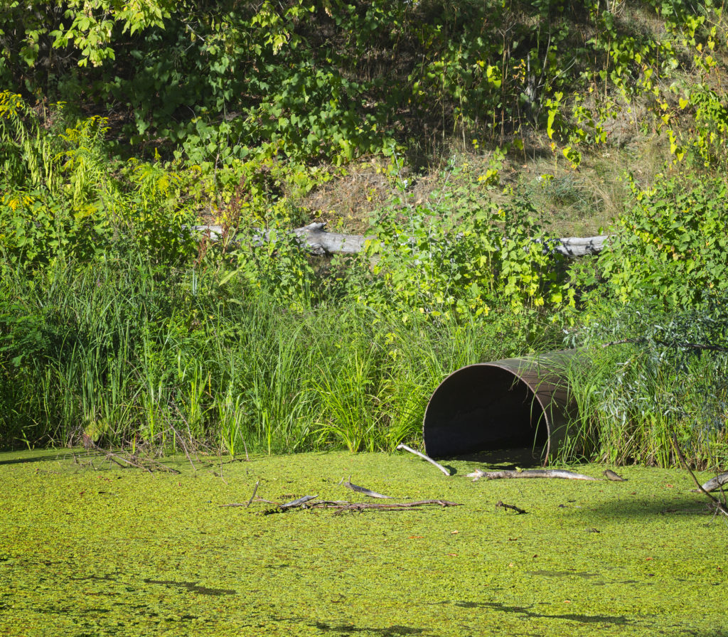 pipe in overgrown lake