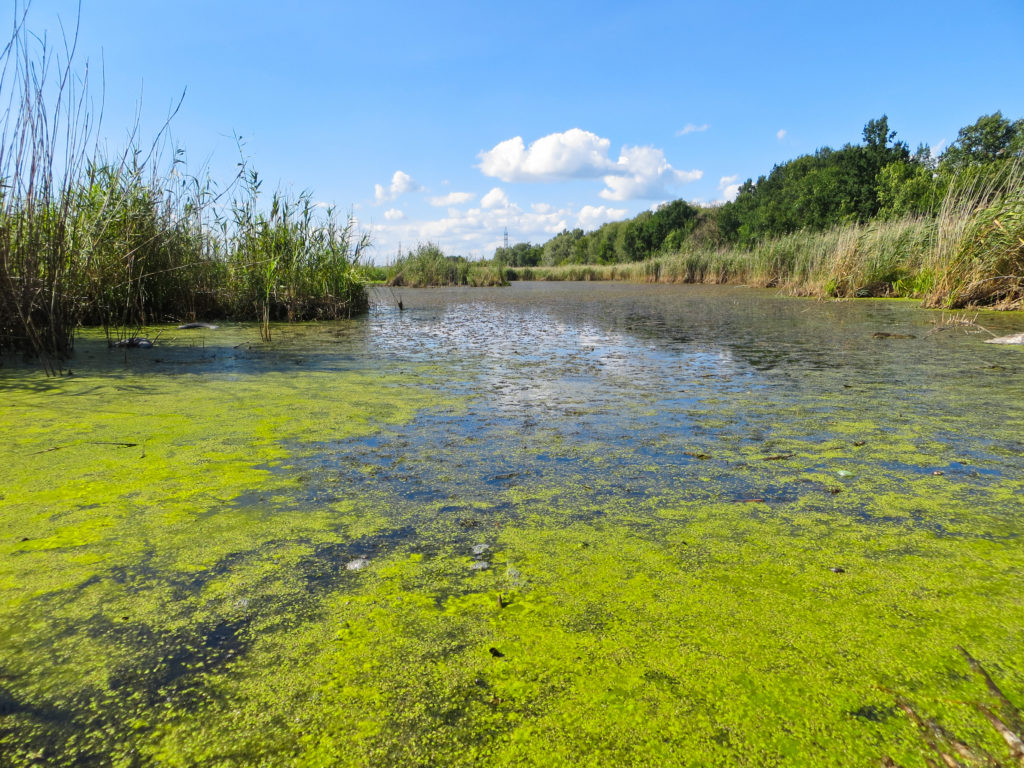 Green algae on surface of lake